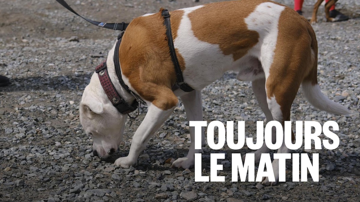 Marche exploratoire : pourquoi votre chien a besoin de sentir