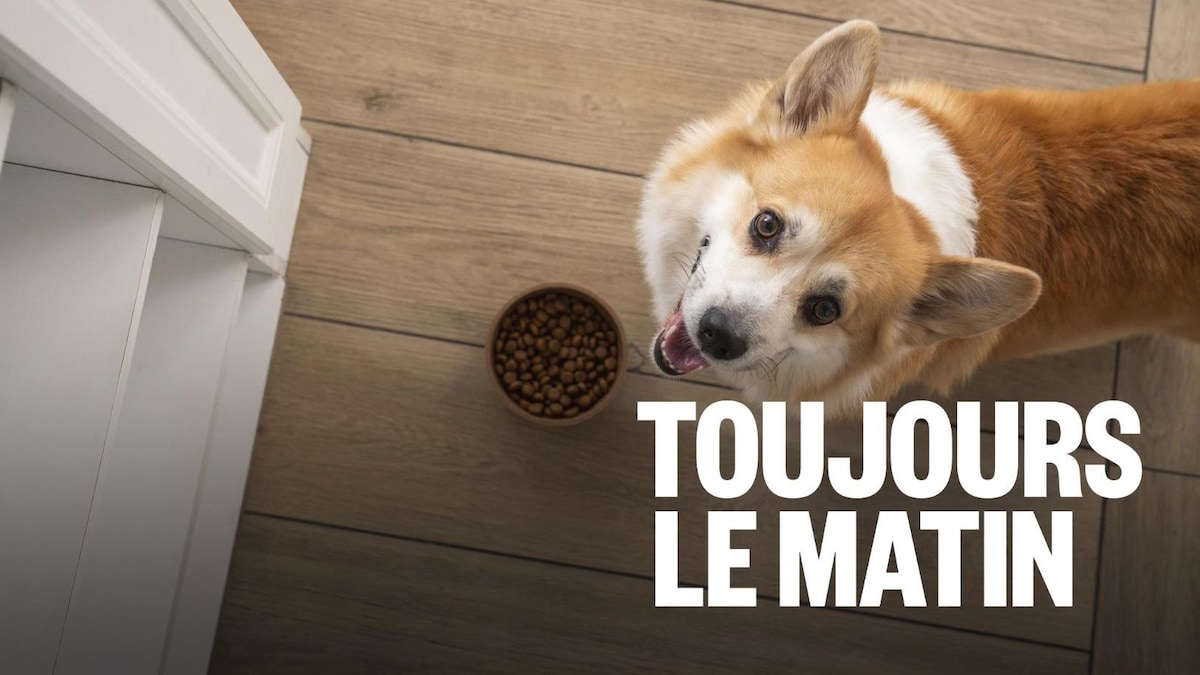 Quoi donner (ou surtout ne pas donner) à manger à toutou?