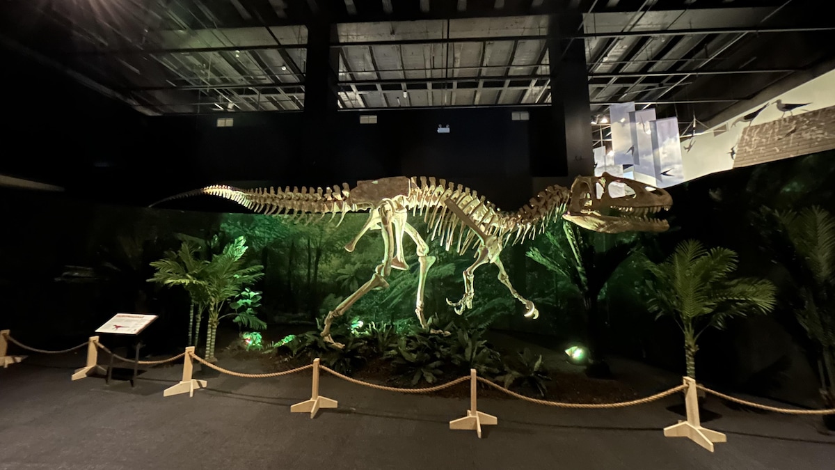 Les ossements d'un tyrannosaure entourés de fougère.