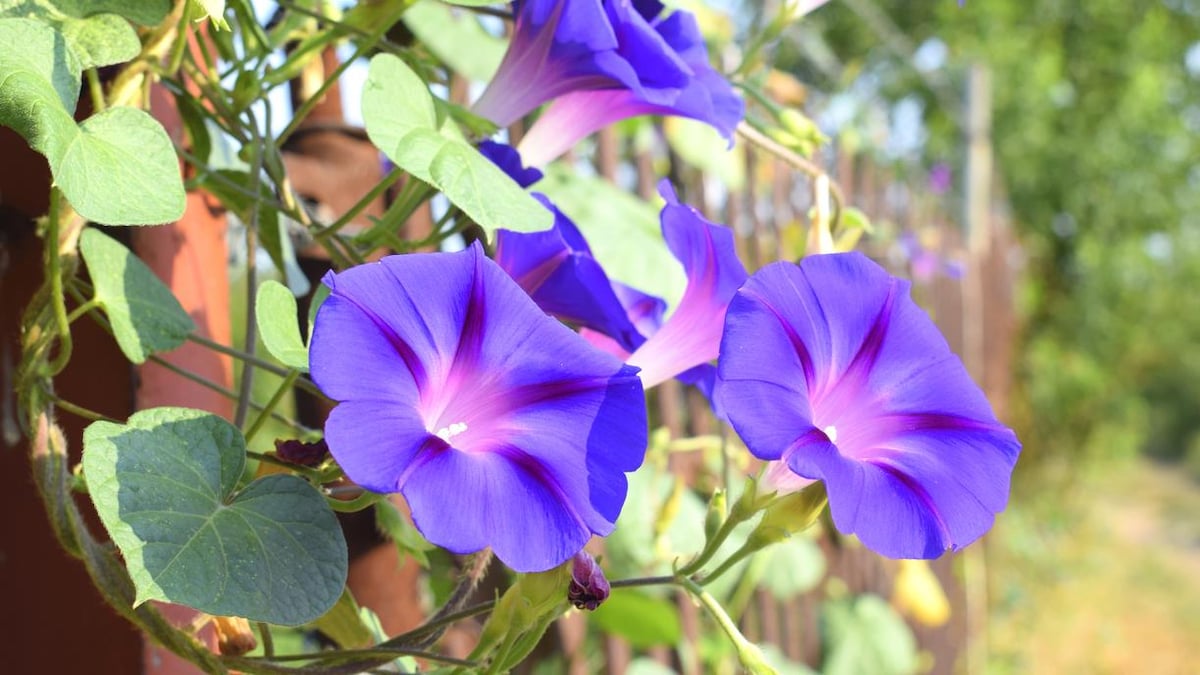 buy rosemary plant Buy a Tuscan Blue Rosemary Live Plant