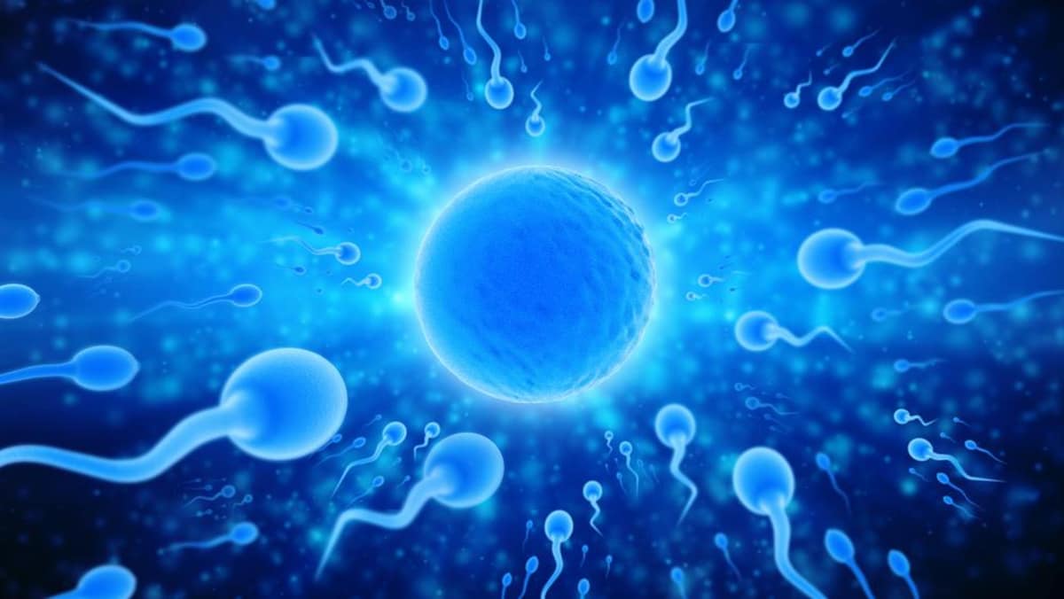 Illustration de la rencontre de spermatozoïdes et d'un ovule 