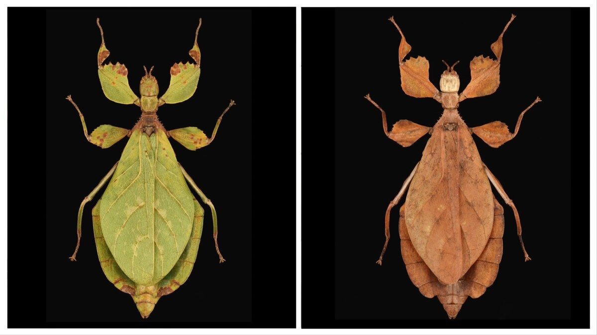 Sur Avant Insect Un nouvel insecte nommé en l'honneur d'un Montréalais | OHdio | Radio ...
