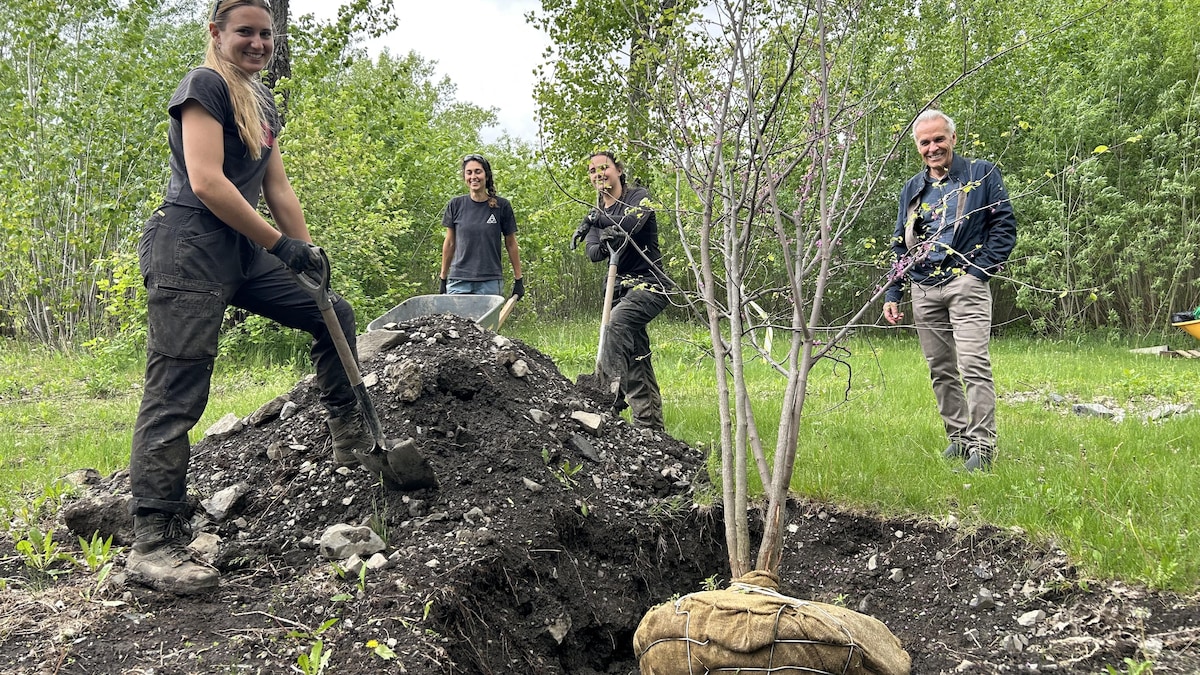 Une forêt pousse à l’ombre des réservoirs de pétrole de l’est de Montréal