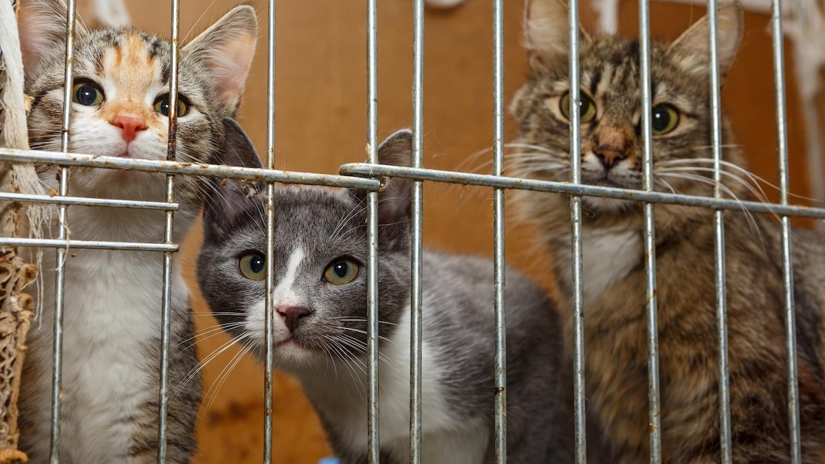 Trois chats dans une cage.