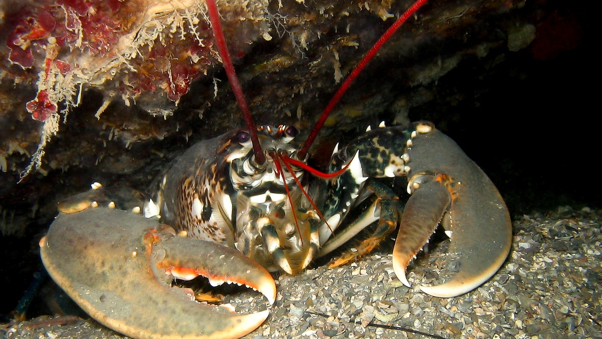 Un homard dans une cavité sous-marine.
