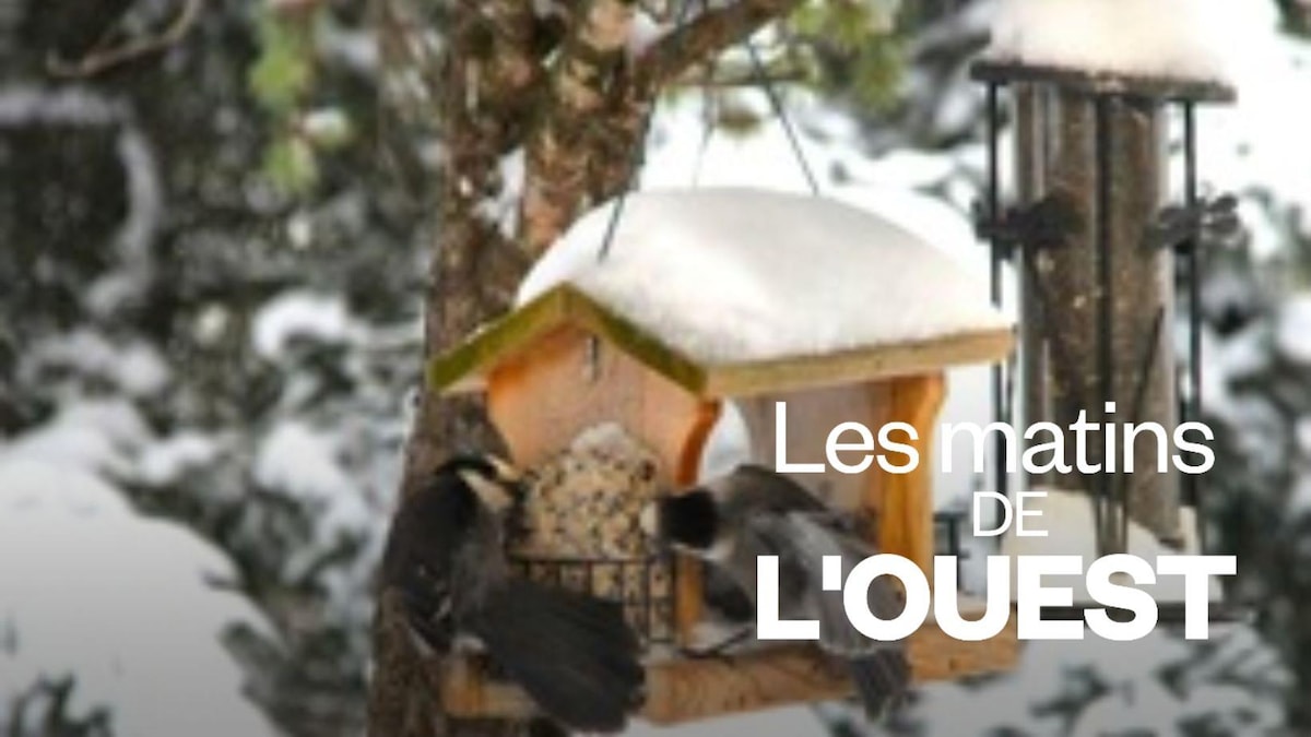 Faut-il nourrir les oiseaux en hiver?