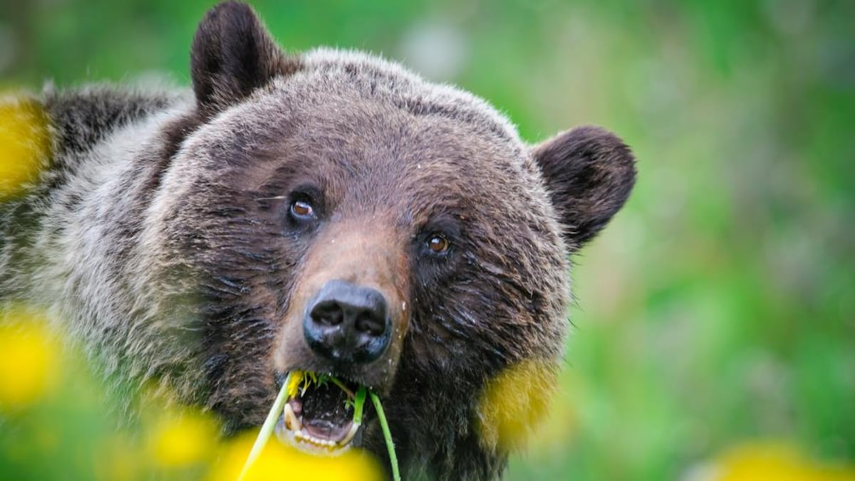 Un grizzly du parc national de Jasper, en Alberta, se nourrit de pissenlits.