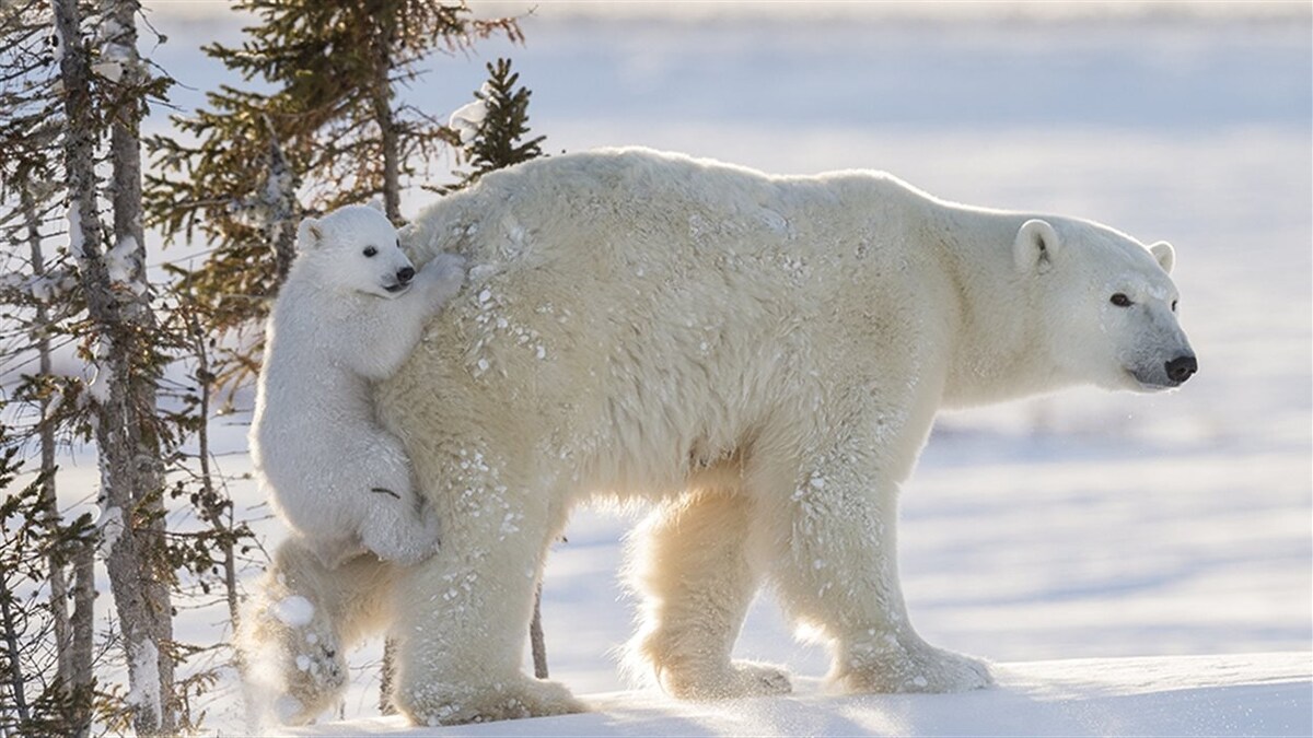 Un ourson polaire s'accroche au derrière de sa mère pour se déplacer.