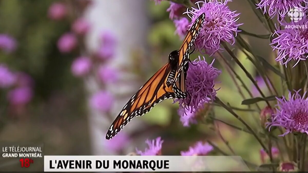 Un papillon monarque est posé sur une fleur d'asclépiade. 