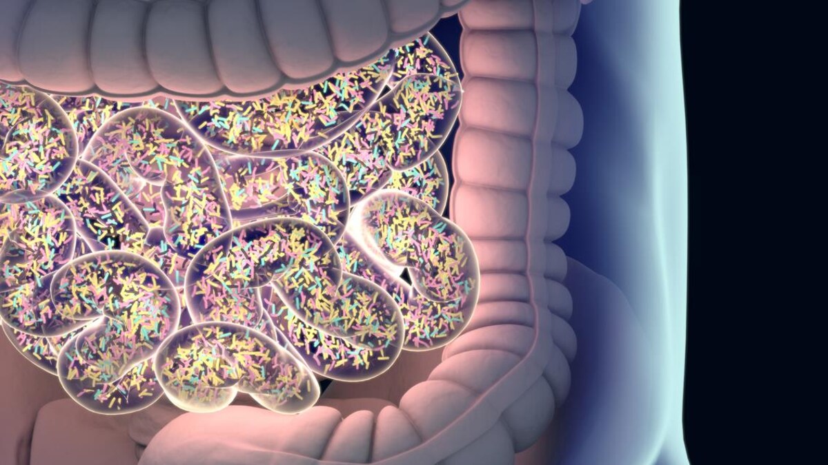 Illustration de milliers de bactéries dans l'intestin grêle. 