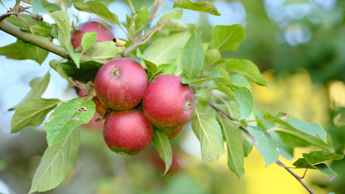 Pommes : tout savoir sur les variétés québécoises