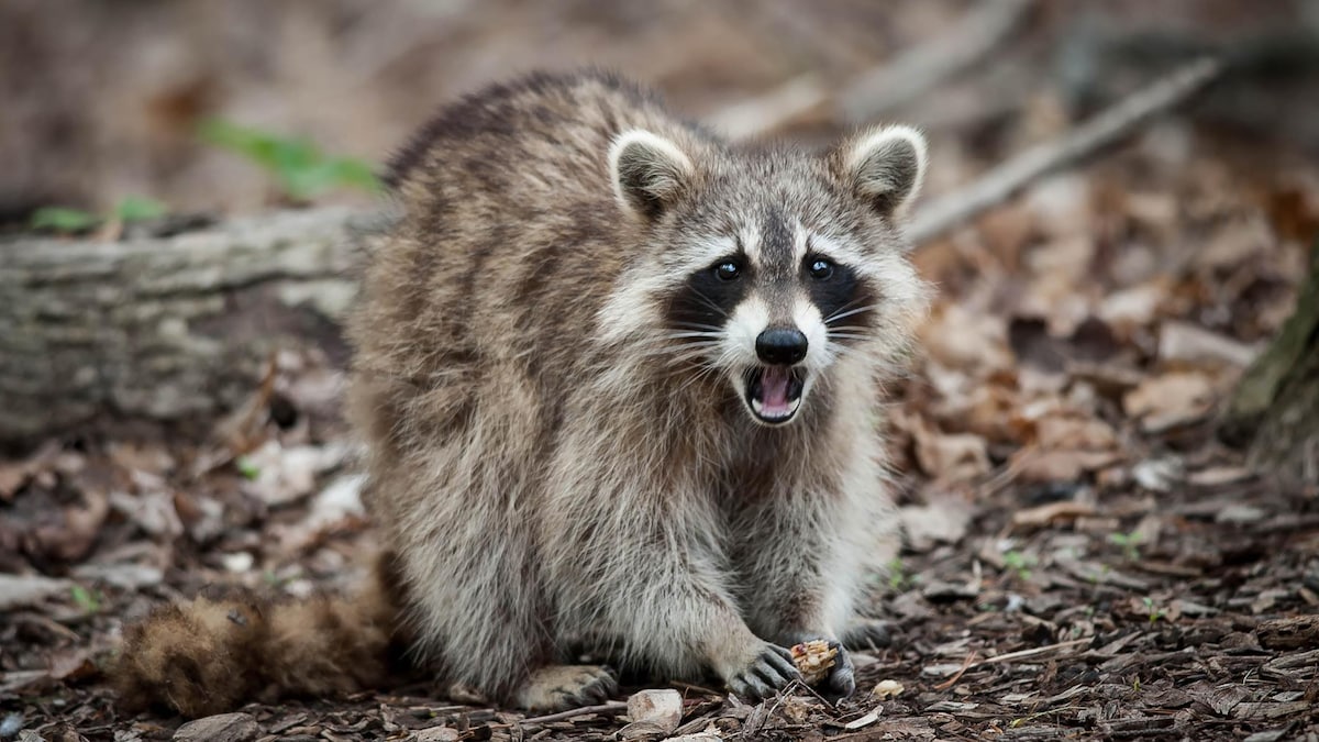 Rage du raton laveur : comment la détecter chez les animaux de compagnie?