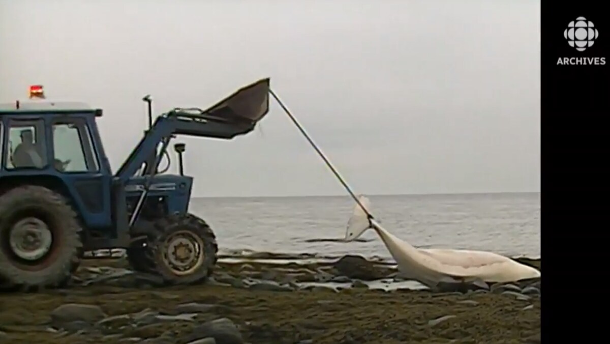 Sur la berge du Saint-Laurent, un tracteur transporte le corps d'un béluga mort. 