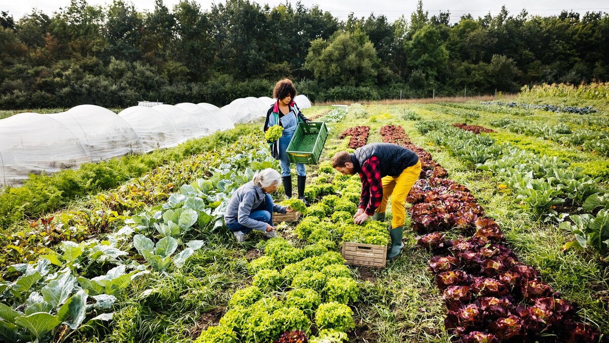 Le défi de travailler dans les champs lors d’une vague de chaleur
