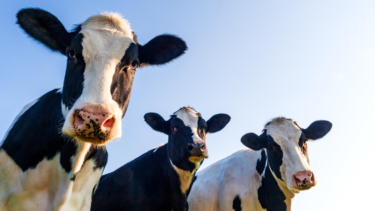 L’Expo agricole d’Amqui commence aujourd’hui