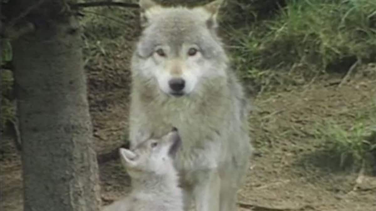 Un louveteau et sa mère au Zoo sauvage de Saint-Félicien en 1997.