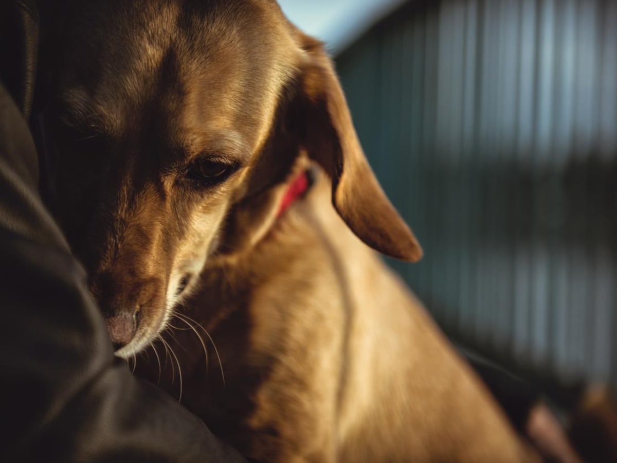 Les abandons d’animaux en hausse durant l’été