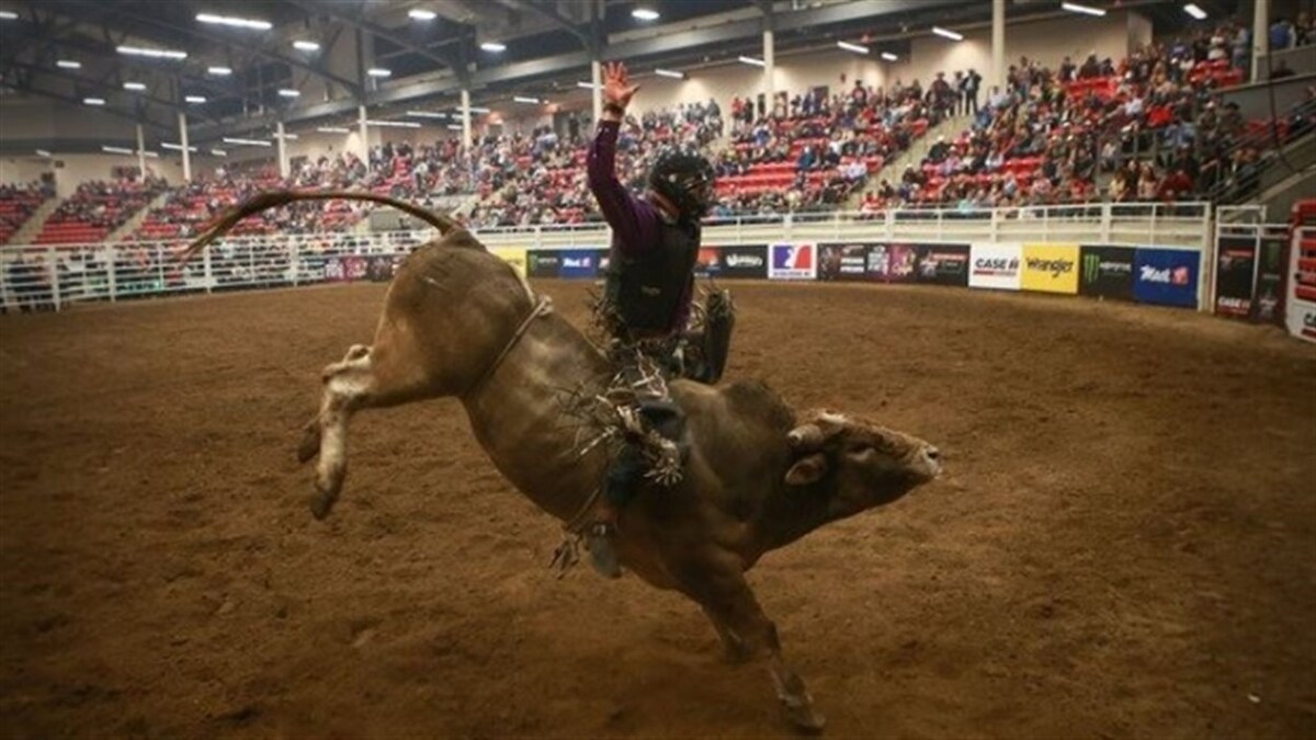 Un cowboy monte un taureau.