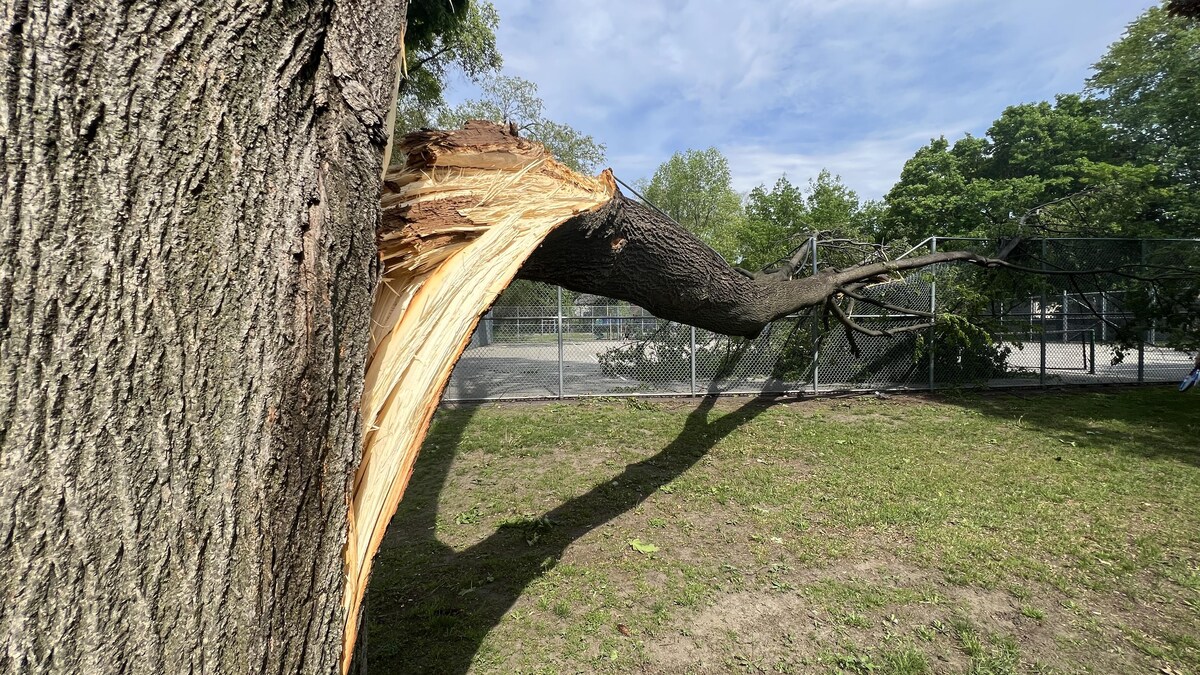 Un arbre arraché.