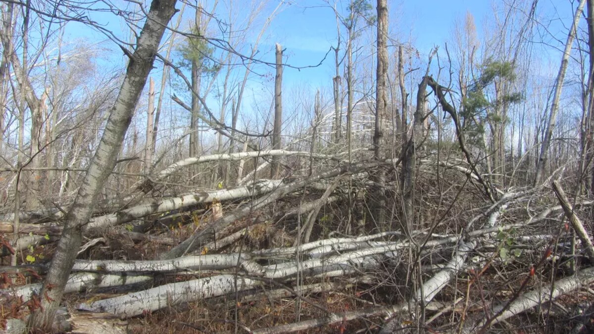 Des arbres tombés dans une forêt