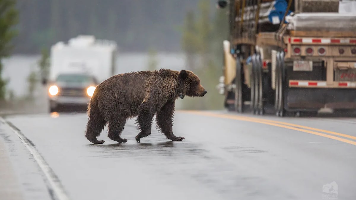 Un grizzly traverse la route à Jasper, en Alberta. 