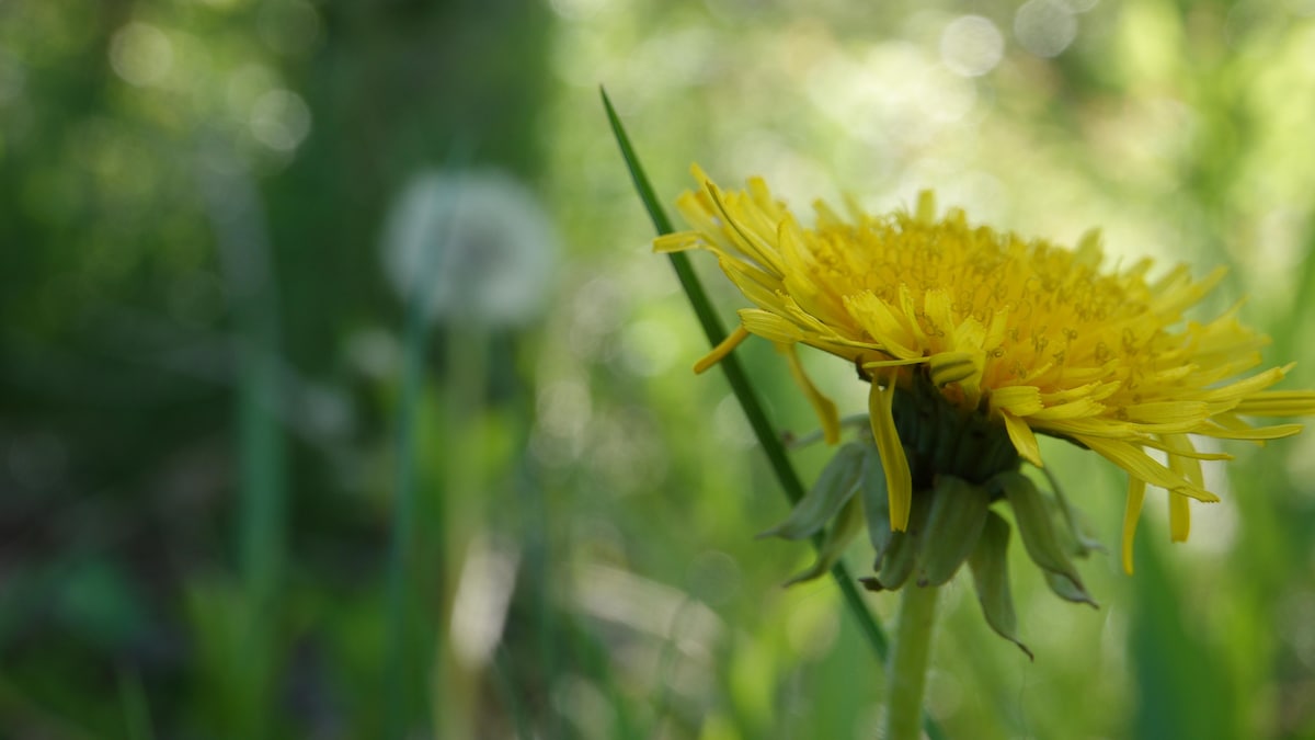 Un gazon long pour favoriser la biodiversité