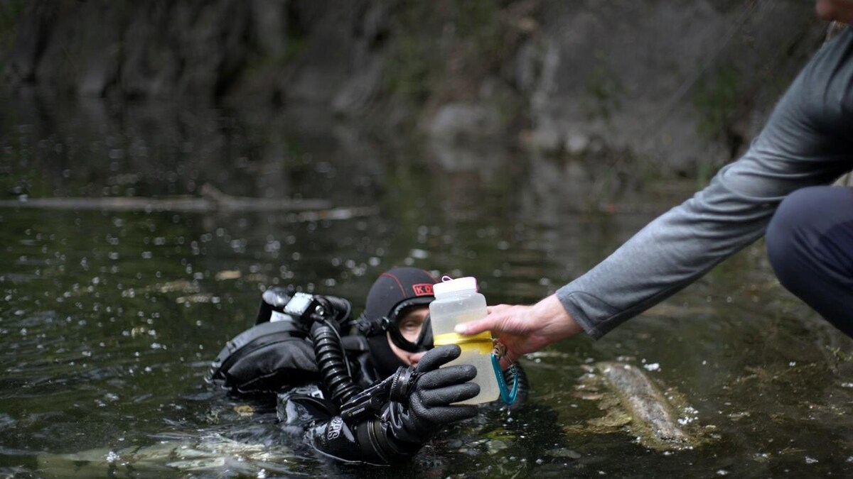 Un plongeur qui fait des tests de contamination dans l'eau.