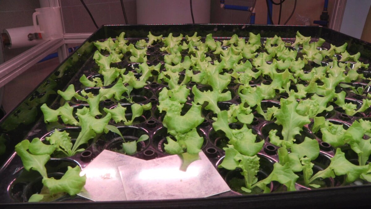 Des feuilles de salade qui poussent dans des pots.