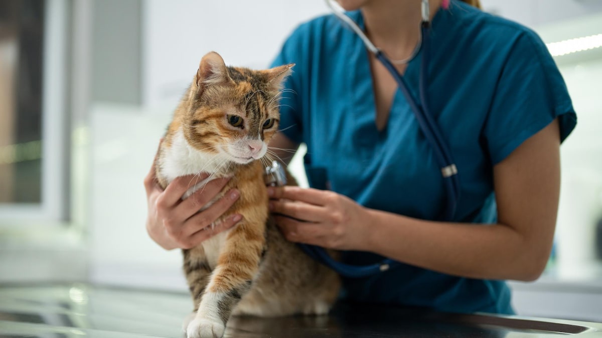 De l’espoir pour les soins vétérinaires à Hearst