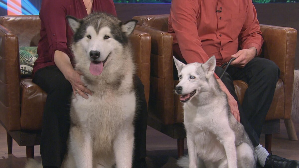 La différence entre les huskies et les malamutes Les poilus