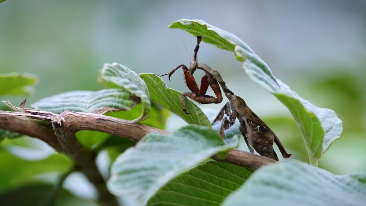 Sur Avant Insect Un algorithme au secours des insectes | Découverte
