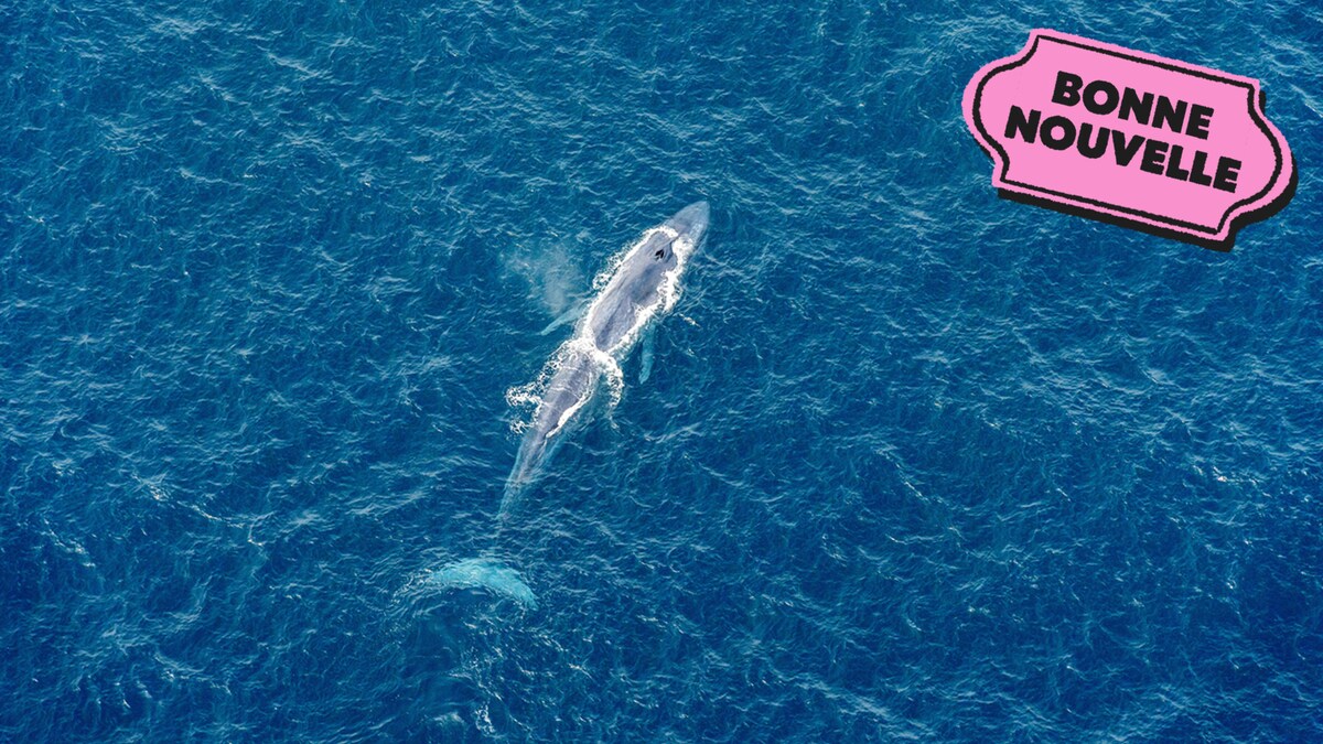 Une baleine bleue vue de haut, à côté du collant Bonne nouvelle de MAJ.