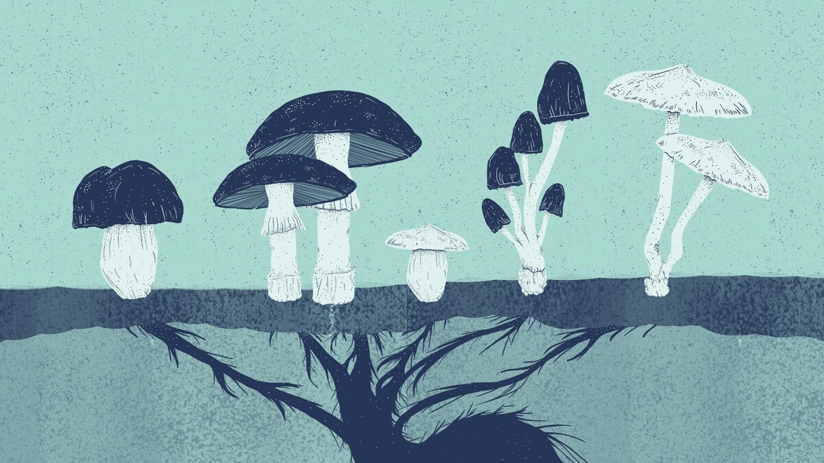 Une illustration du champignon et ses racines (Mycélium).