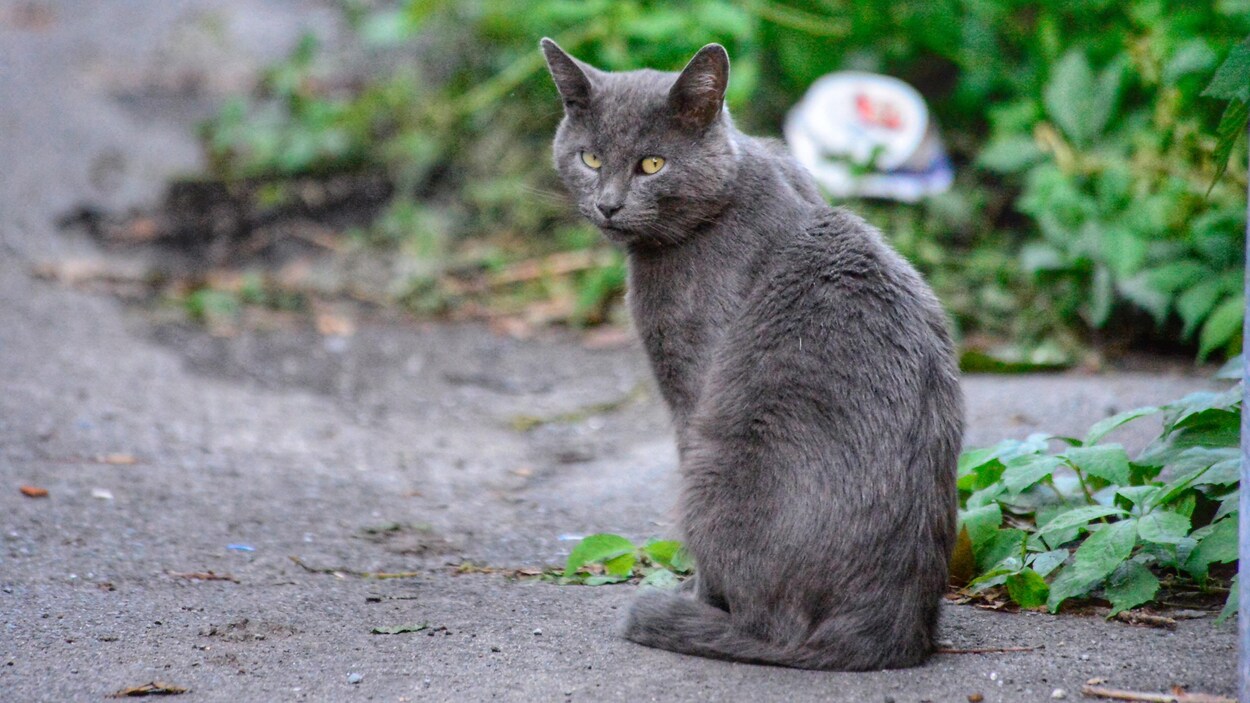 chat rencontre montreal