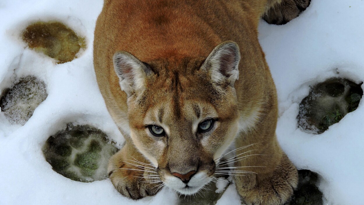 puma in canada