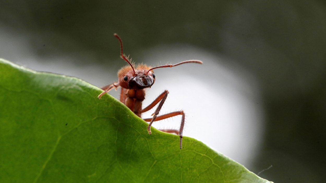 Une Fourmi Ameliore Ses Capacites Biologiques En S Unissant A Une Bacterie Radio Canada Ca