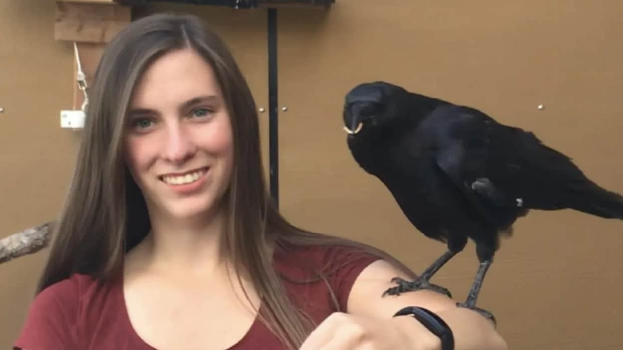 Un Corbeau Rescape Peut Parler Et Reconnaitre Des Couleurs Radio Canada Ca