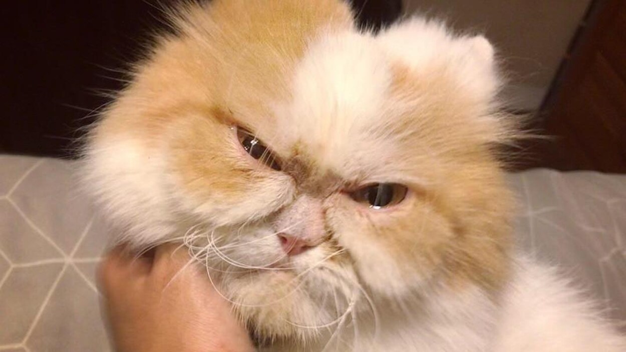 Voici Louis Le Nouveau Grumpy Cat Qui Charme Le Web Radio Canada Ca