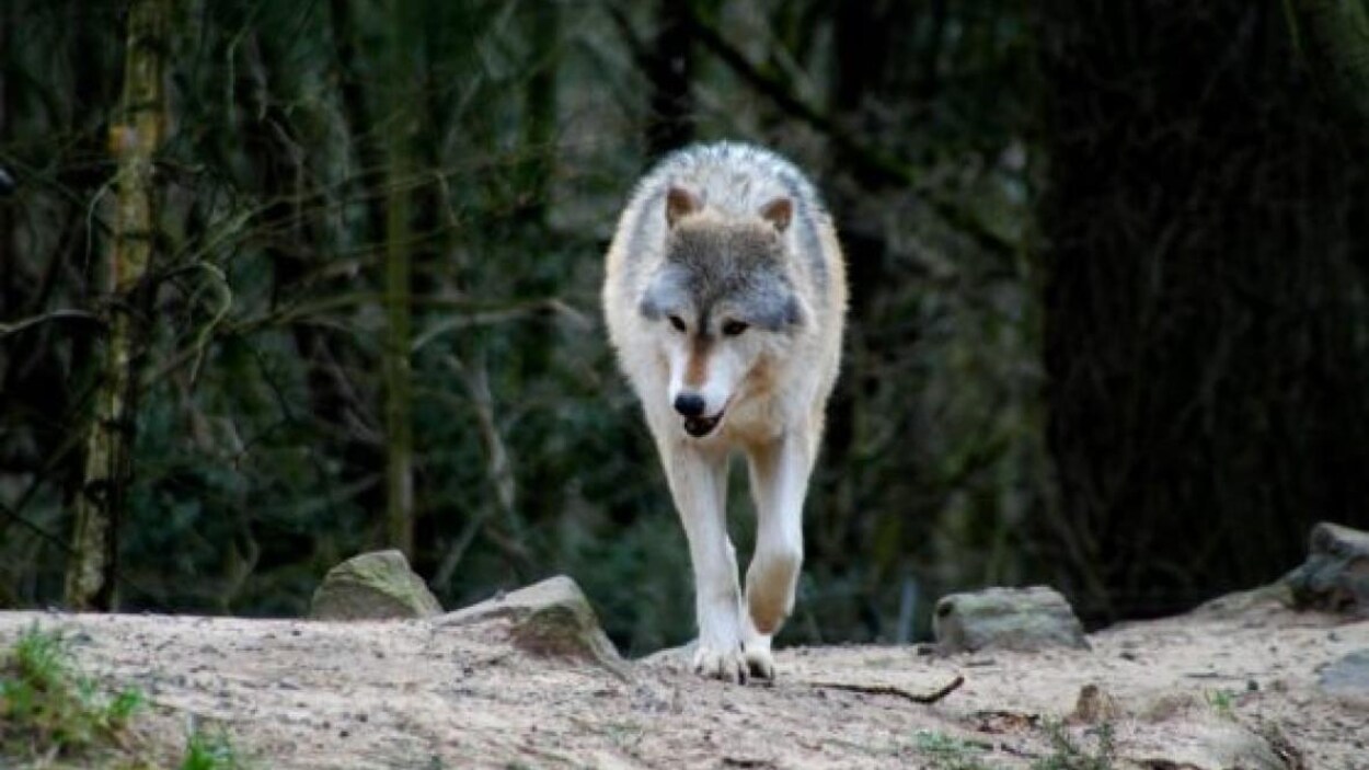 Un Loup Abattu Apres Avoir Blesse Un Septuagenaire Radio Canada Ca