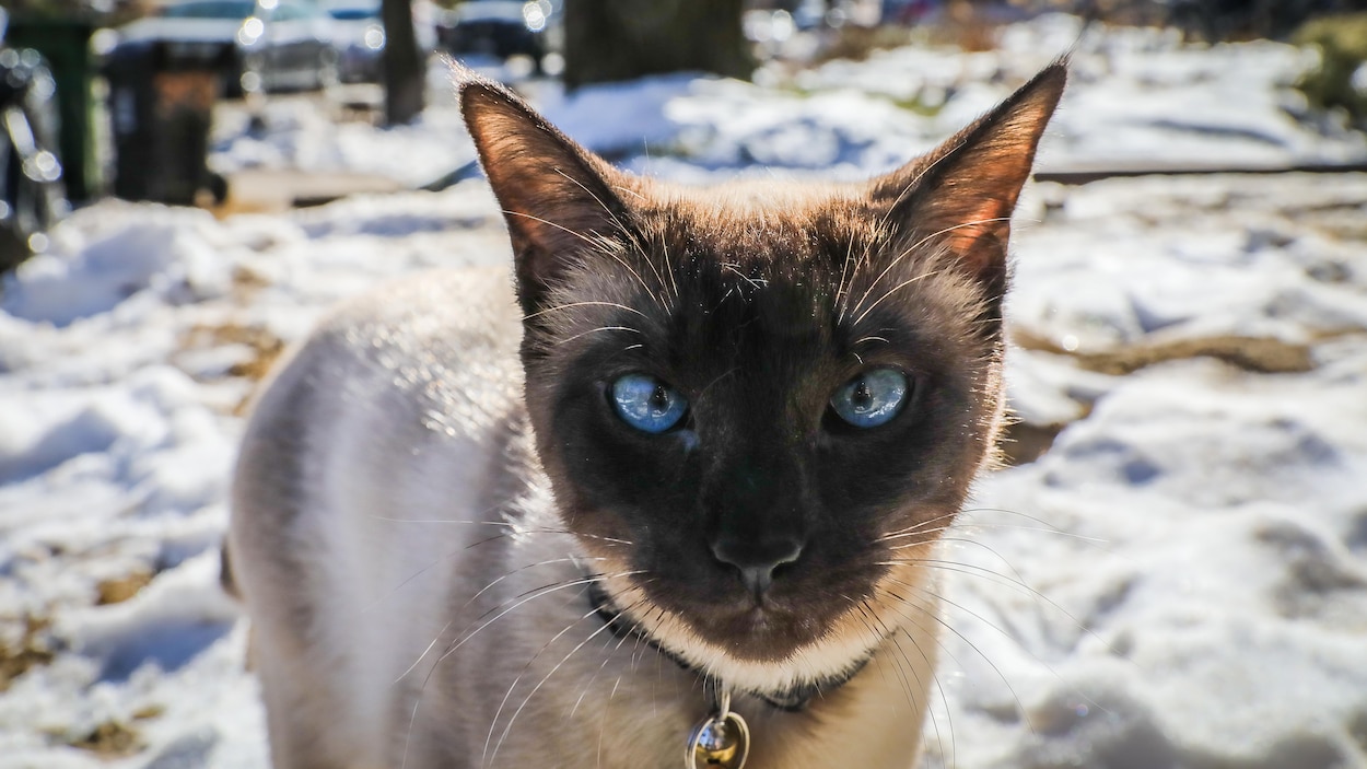 Olive La Chatte Devenue La Coqueluche D Un Quartier Torontois Radio Canada Ca