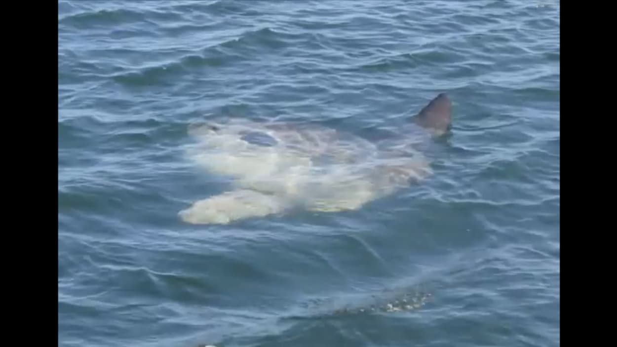 Rare Visite D Un Poisson Lune Dans Les Eaux Gaspesiennes Radio Canada Ca