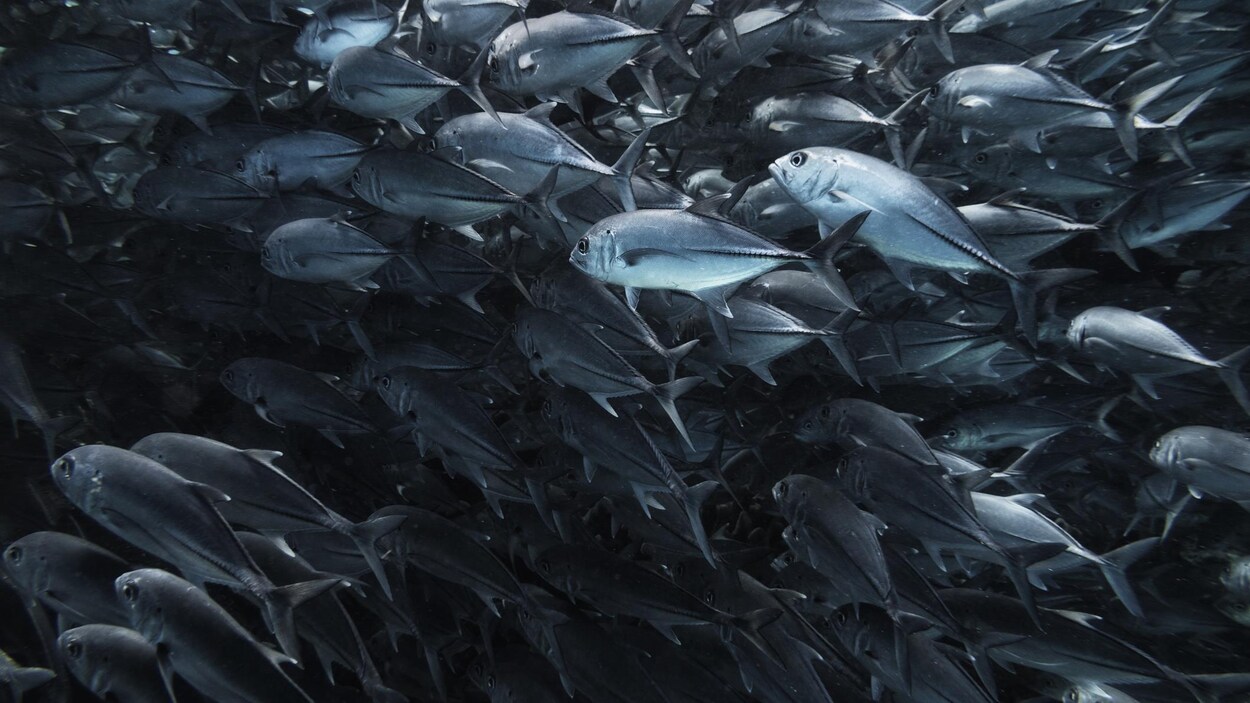 Les Poissons Economisent De L Energie En Nageant En Banc Radio Canada Ca