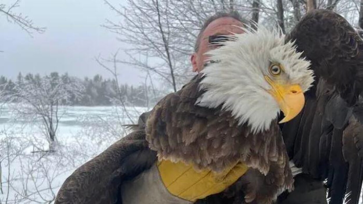 Rare Rencontre Avec Un Pygargue A Tete Blanche A Esgenoopetitj Radio Canada Ca