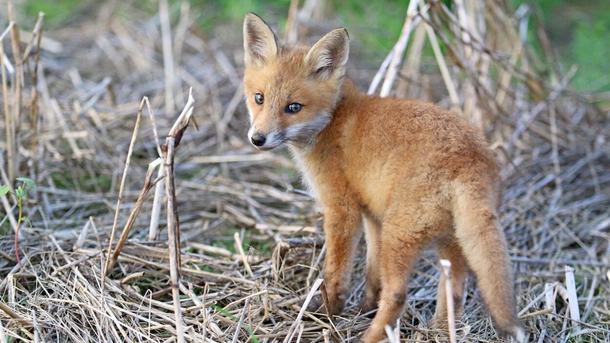 Docile Ou Agressif Des Genes De La Domestication Decouverts Chez Les Renards Radio Canada Ca