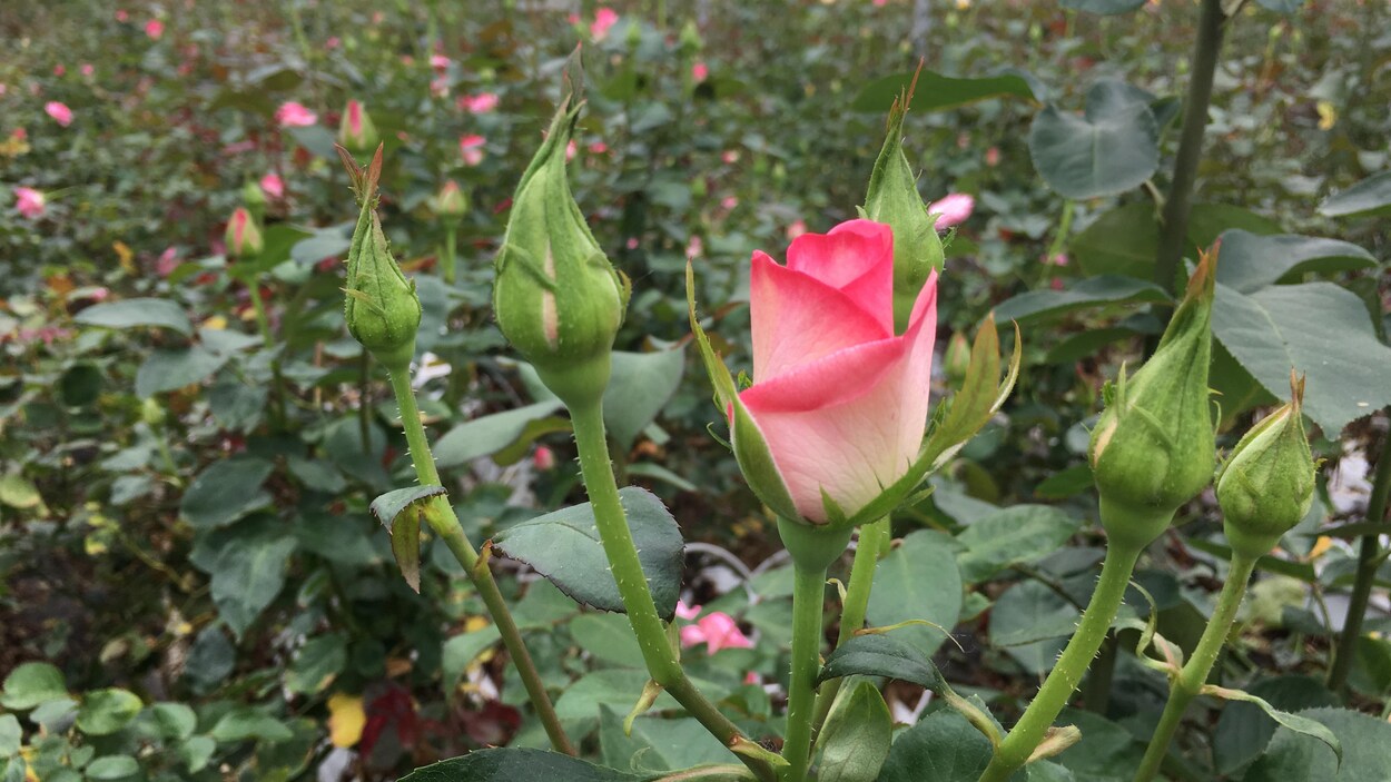 Rose Drummond Et Ses Fleurs équitables Ici Radio Canadaca