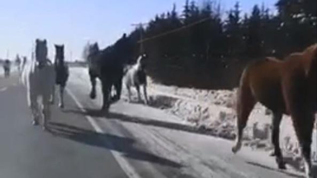 Des Chevaux En Fuite Perturbent La Circulation Sur La Route 111 Radio Canada Ca