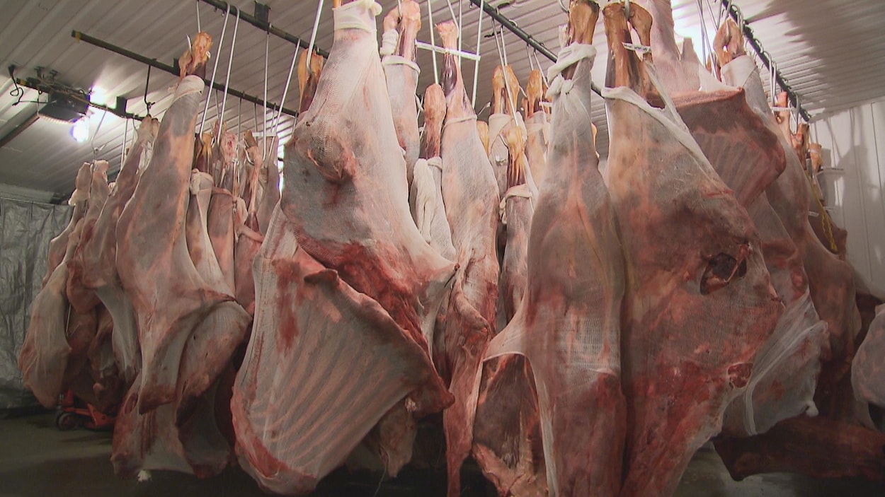 Des carcasses suspendues dans une chambre froide