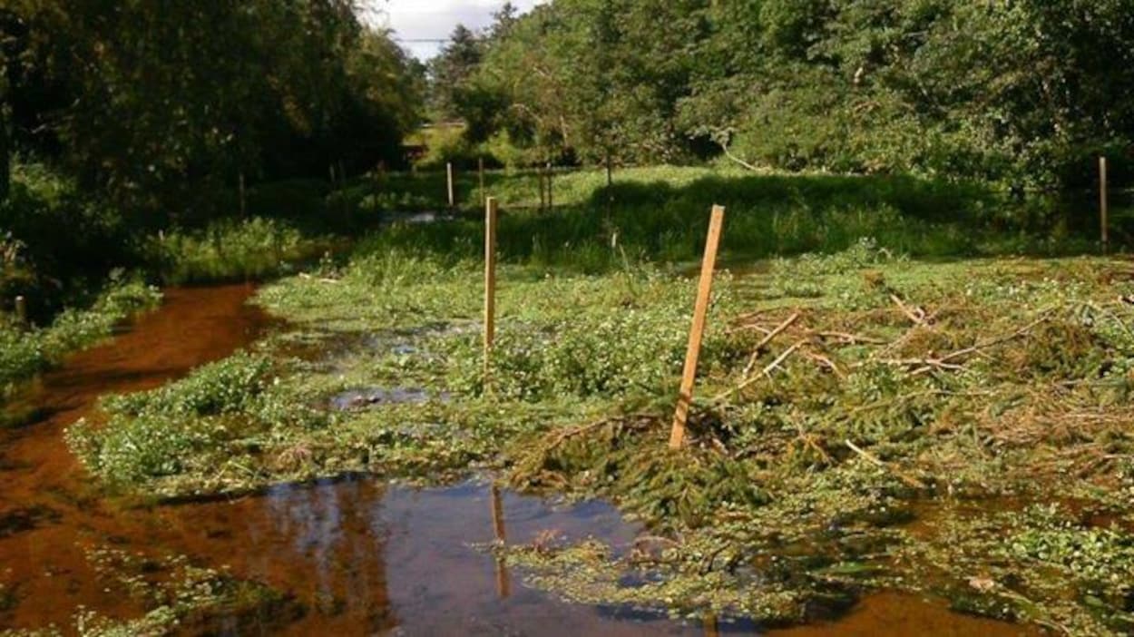 Hyde Creek, dans la région de Cornwall à l'Île-du-Prince-Édouard.