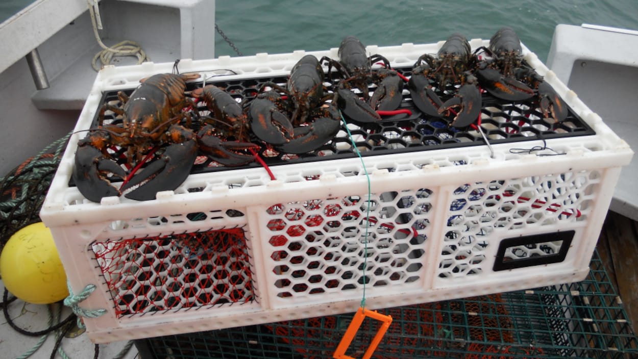 Le casier à homard LasTrap, inventé par Scott Dauphinee.