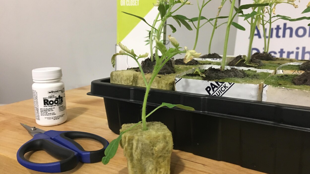 Photo de plants de marijuana, de ciseaux et d'engrais.